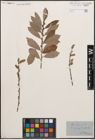 Foto von Salix cinerea L.